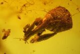 Fossil True Weevil Head, Ants and Spider Webs in Baltic Amber #183606-1